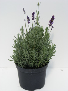 LAVANDULA ANG. HIDCOTE BLUE L&Aacute;DA 24DB CS9 K&Ouml;Z&Ouml;NS&Eacute;GES LEVENDULA