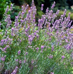 LAVANDULA INT. GRAPPENHALL L&Aacute;DA 24DB CS9 HIBRID LEVENDULA