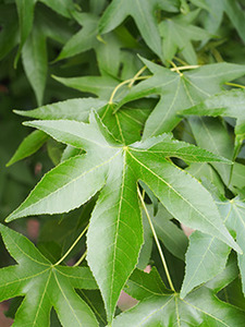 LIQUIDAMBAR STYR. K15   150/200 AMERIKAI &Aacute;MBRAFA