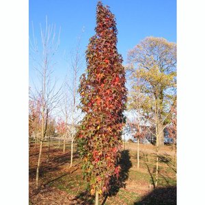 LIQUIDAMBAR STYR. SLENDER SILH K11   150/200 AMERIKAI &Aacute;MBRAFA SLENDER SILHUETTE