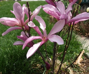 MAGNOLIA BETTY K2 MAGNOLIA BETTY