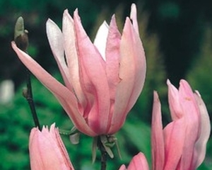 MAGNOLIA RICKI K2   30/40 NAGYVIR&Aacute;G&Uacute; LILOMFA RICKI