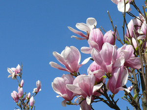 MAGNOLIA SOULANG. K4 NAGYVIR&Aacute;G&Uacute; LILIOMFA SOULANGEANA