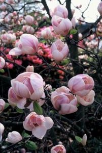 MAGNOLIA SUN DEW K10 NAGYVIR&Aacute;G&Uacute; LILIOMFA SUN DEW