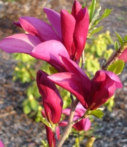 MAGNOLIA SUSAN K2  bambuszos NAGYVIR&Aacute;G&Uacute; LILIOMFA SUSAN