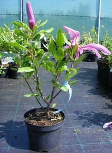 MAGNOLIA SUSAN K2   30/40 NAGYVIR&Aacute;G&Uacute; LILIOMFA SUSAN