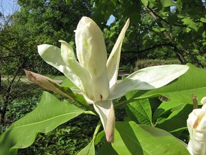 MAGNOLIA TRIPETALA K80 300/400 ERNYŐS LILIOMFA