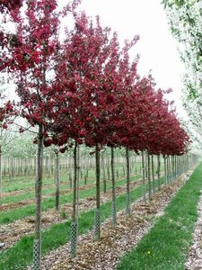 MALUS ROYALTY K15  T120  8/10 D&Iacute;SZALMA ROYALTY