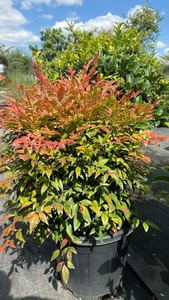 NANDINA DOMESTICA GULF STREAM K15   40/50 JAP&Aacute;NSZENTFA