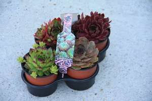 N&Eacute;GYES FOGANTY&Uacute;S SEMPERVIVUM L&Aacute;DA 16DB 1x4x4 N&Eacute;GYES FOGANTY&Uacute;S K&Ouml;VIR&Oacute;ZSA MIX