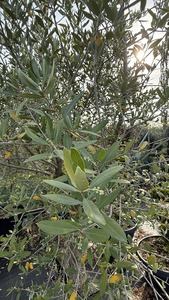 OLEA EUROPAEA K110  16/18    T1/2 OLAJFA