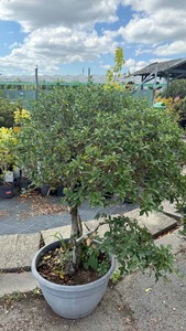 OSMANTHUS BURKWOODII K30   80/100   T&Ouml;BBT&Ouml;RZSES ILLATCSERJE