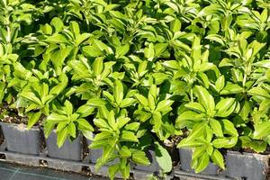 PACHYSANDRA TERMINALIS L&Aacute;DA 15DB CS11 JAP&Aacute;N K&Ouml;V&Eacute;RKE