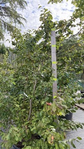 PARROTIA PERSICA K65   200/250 PERZSA VAR&Aacute;ZSFA