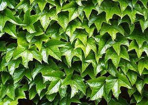 PARTHENOCISSUS TR. VEITCHII K2 REPK&Eacute;NY  VADSZŐLŐ