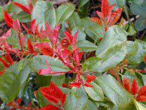PHOTINIA FR. RED ROBIN K9    80/+ KORALLBERKENYE