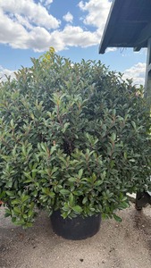 PHOTINIA FR. CARRE ROUGE K150  D120/140  G&Ouml;MB KORALLBERKENYE