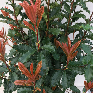 PHOTINIA FR. CRUNCHY K4  60/+ KORALLBERKENYE CRUNCHY