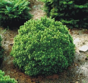 PICEA GLAUCA ALBERTA GLOBE K2    15/20 G&Ouml;MB CUKORS&Uuml;VEGFENYO
