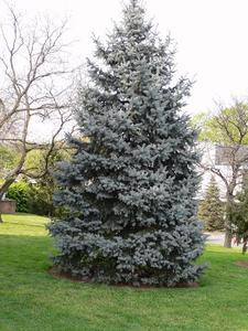 PICEA PUNGENS FL   100/125 EZ&Uuml;STFENYO