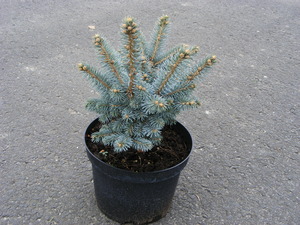 PICEA PUNGENS GLAUCA GLOBOSA K12   T&Ouml;RZSES  15/20 G&Ouml;MB EZ&Uuml;STFENYO GLAUCA GLOBOSA