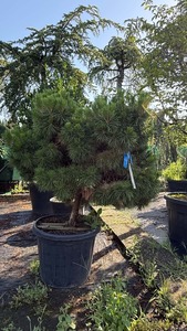 PINUS BREVIFOLIA K80   T50 JAP&Aacute;N SELYEMFENYO