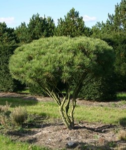 PINUS DENSIFLORA UMBRACULIFERA K3 JAP&Aacute;N ERDEIFENYO UMBRACULIFERA