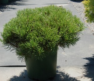 PINUS MUGO VAR. PUMILIO K2   15/20 HAVASI T&Ouml;RPEFENYO PUMILIO