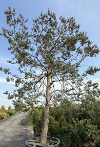 PINUS SYLVESTRIS K1000  T 3/4 ERDEIFENYŐ