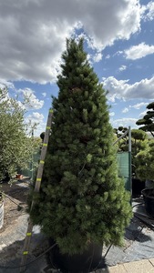 PINUS SYLVESTRIS K375  250/300 K&Uacute;P ERDEIFENYŐ