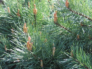 PINUS SYLVESTRIS WATERERI K7,5  TM PINUS SYLVESTRIS WATERERI