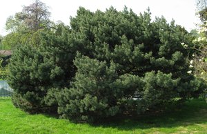 PINUS SYLVESTRIS WATERERI K7,5  60/+ ERDEIFENYO WATERERI