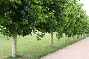 PLATANUS ACERIFOLIA DL   16/18 PLATANUS X ACERIFOLIA