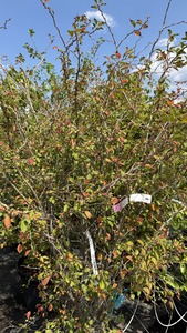 PRUNUS INCISA KOJOU-NO-MAI K55   150/+ FUJI D&Iacute;SZCSERESZNYE