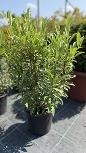 PRUNUS LAUROC. FILIGROW SOFIA K4    30/40 BAB&Eacute;RMEGGY