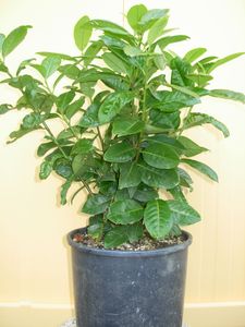 PRUNUS LAUROC. NOVITA K3 BAB&Eacute;RMEGGY NOVITA
