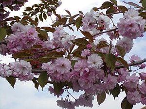 PRUNUS SERR. KANZAN K20   10/12  T220 JAP&Aacute;N D&Iacute;SZCSERESZNYE KANZAN