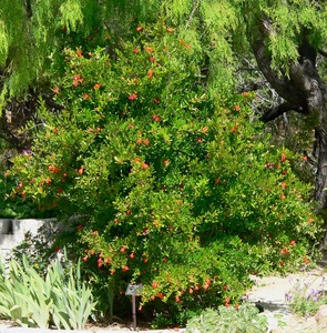 PUNICA GRANATUM K2        TERMŐ GR&Aacute;N&Aacute;TALMA