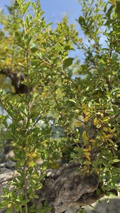 PUNICA GRANATUM K285   200/225 GR&Aacute;N&Aacute;TALMA
