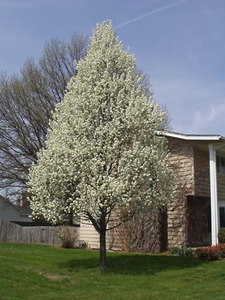 PYRUS CALLERYANA CHANTICLEER DL   10/12 K&Iacute;NAI K&Ouml;RTE