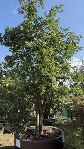 QUERCUS PUBESCENS K700  400/450  T&Ouml;BBT&Ouml;RZSES EXTRA, MEGALO MOLYHOS T&Ouml;LGY