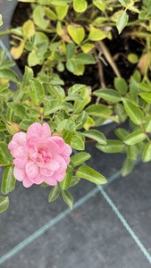 ROSA LOVELY FAIRY K2      R&Oacute;ZSASZ&Iacute;N F&Eacute;LTELT TALAJTAKAR&Oacute; R&Oacute;ZSA