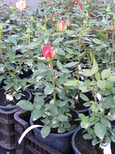 ROSA SP. K2 R&Oacute;ZSA FAJT&Aacute;K