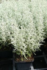 SANTOLINA CHAMAECYPARISSUS K2 CIPRUSKA