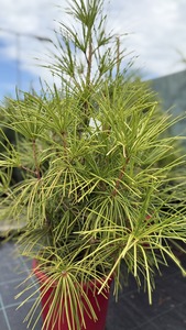 SCIADOPITYS VERTICILLATA K10   40/60 JAP&Aacute;N ERNYŐFENYŐ
