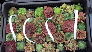 SEMPERVIVUM MIX L&Aacute;DA 40DB CS7 K&Ouml;VIR&Oacute;ZSA MIX