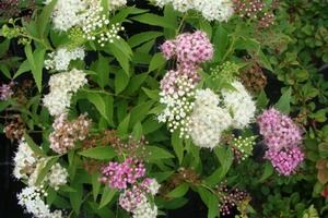 SPIRAEA JAPONICA SHIROBANA K3    20/30 JAP&Aacute;N GY&Ouml;NGYVESSZŐ