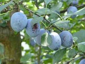 PRUNUS DOMESTICA K18  8/10 SZILVA FAJT&Aacute;K