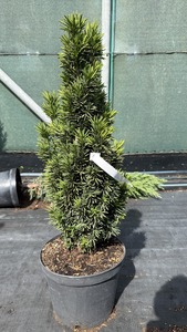TAXUS BACC. FASTIGIATA ROBUSTA K5/7,5  40/60 OSZLOPOS TISZAFA