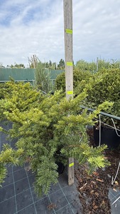 TAXUS BACC. REPANDENS AUREA K30  100/125 TER&Uuml;LŐ TISZAFA